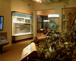 Carnegie Museum of Natural History